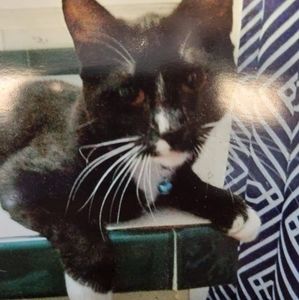 Meet your Posher, Joy